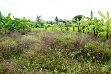 field of corn