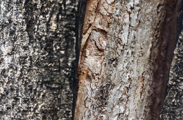 The surface of the bark