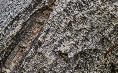 The surface of the bark
