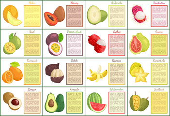 Melon and Mamey Avocado Lychee Posters Set Vector