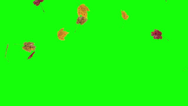 Autumn or fall leaves falling on green screen in slow motion