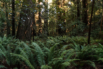 Green ferns among the trees on Avenue of the Giants, California, USA.