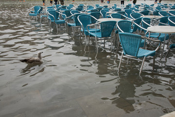 Hochwasser mit schwimmender Möwe in Venedig auf dem Markusplatz