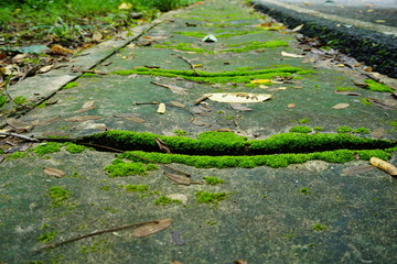 moss on stone
