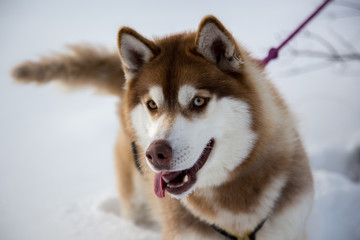 Close up beautiful dog huskie