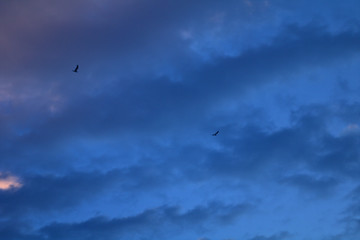 seagull,bird,animal,sky,blue,wildlife,fly,silhouette,nature,