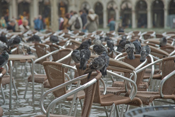 Tauben auf dem Markusplatz bei Hochwasser - obrazy, fototapety, plakaty