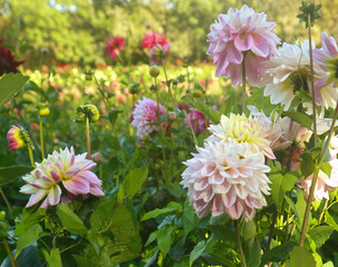 Colorful dahlias cultivation in summer field, soft focus, blurred background © acrogame