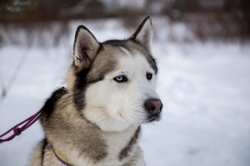 Close up beautiful dog huskie