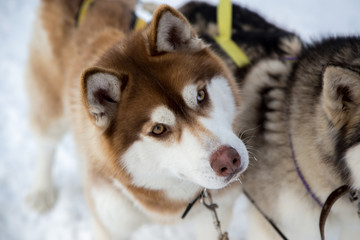 Close up beautiful dog huskie