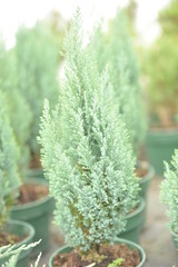 Chamaecyparis lawsoniana Elwoodii