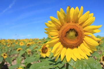 Fototapeta premium Golden petals of a sunflower shine brightly in the summer sun