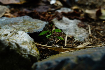 stream in forest