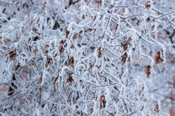 Frosty winter tree close-up covered with white snow