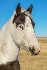 Obraz premium Blue Eyed Horse