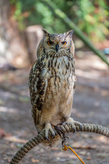 Detailed view of Horned owl, Indian eagle-owl, Bubo bengalensis