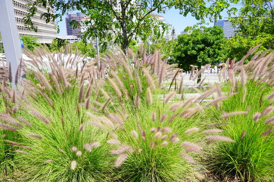 Pennisetum alopecuroides plant for decoration in Los Angeles Downtown