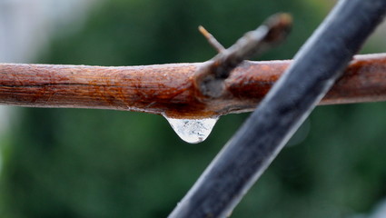  frozen drops on the vine