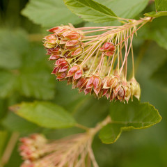 beautiful bright seeds of spirea on a branch