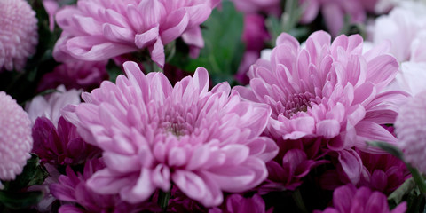 beautiful festive bouquet of beautiful lilac chrysanthemums