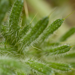 wild plant with funny unusual leaves