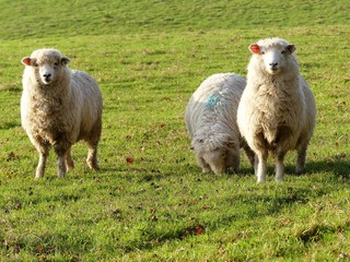 Young sheep in field at Bullsland Farm, Chorleywood, Hertfordshire, England, UK