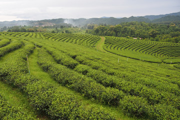 Fototapeta na wymiar Landscape, green areas for green tea cultivation are rows near the mountains for a natural background.