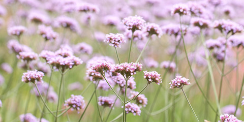 beautiful blooming flowers of vervain in a summer field or in the garden
