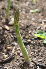 Asparagus spear