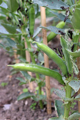 Broad beans ready to pick on plant