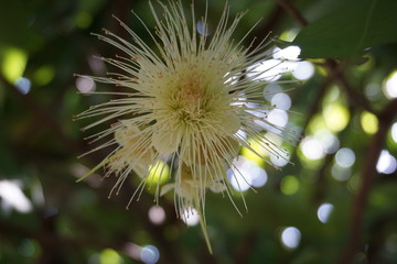 Flower in the garden