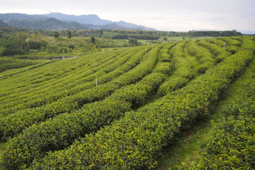 Fototapeta na wymiar Landscape, green areas for green tea cultivation are rows near the mountains for a natural background.