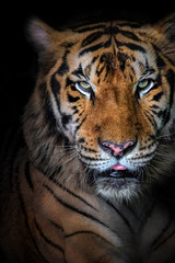 Fototapeta na wymiar close up portrait of beautiful bengal tiger