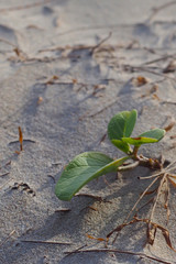 Small trees growing in the sand of the beach.
