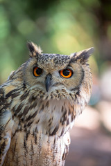 Detailed view of Horned owl, Indian eagle-owl, Bubo bengalensis