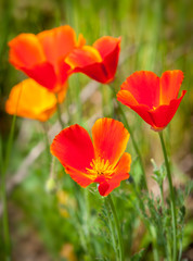 red and yellow poppies