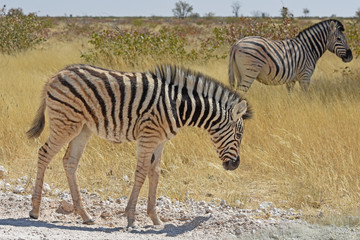 Fototapeta na wymiar Zebrafohlen (Equus quagga) im Etosha Nationalpark (Namibia)