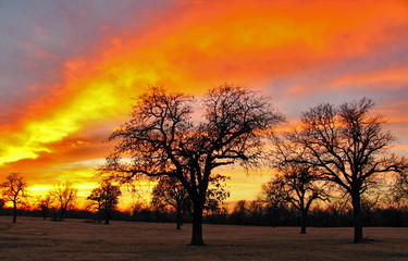 oklahoma sunset with trees