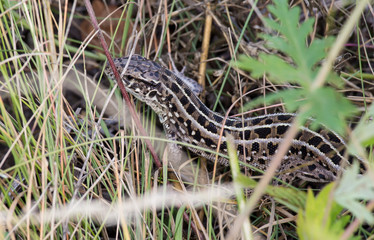 lizard