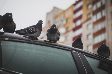 birds on a winter day waiting to be fed