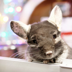 Portrait of cute brown chinchilla on a background of Christmas decorations and Christmas lights. Winter season and New Year pet gifts.