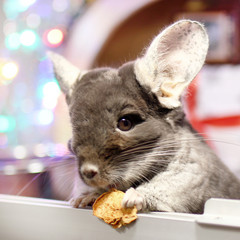 Cute brown chinchilla is eating dry apple on a background of Christmas decorations and Christmas lights. Winter season and New Year pet gifts.