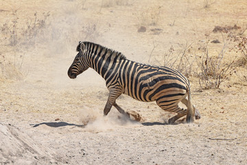 Fototapeta na wymiar Steppenzebra (Equus quagga) im Etosha Nationalpark