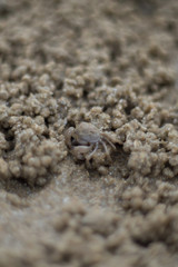 Close up GHOST CRAB, digging holes into the sand of the beach.