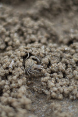 Close up GHOST CRAB, digging holes into the sand of the beach.