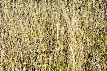 Dry grass on a sunny day background texture