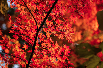 紅葉