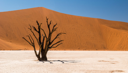 Fototapeta na wymiar Deadvlei, Namibia