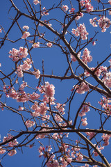 Pink cherry blossoms bloom on bright sky background.