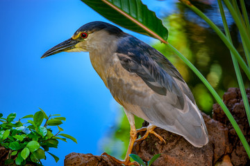 night heron hunting